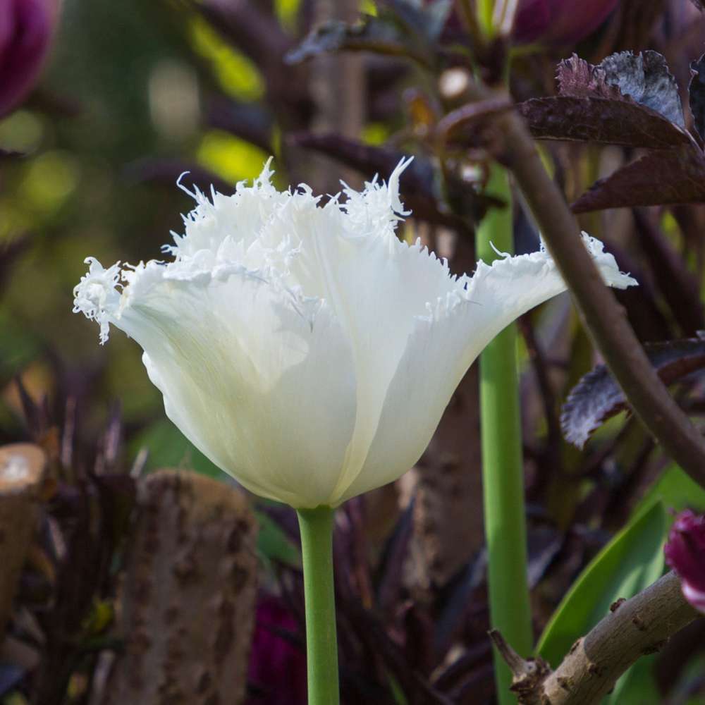 Tulipan 'Swan Wings'